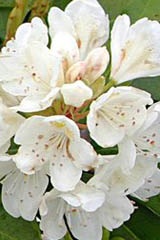 Rododendron wielkokwiatowy Cunninghams White - Rhododendron Cunninghams White